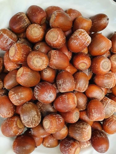 4kg eicheln der roteiche - der,