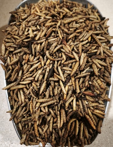 Soldatenfliegenlarven
