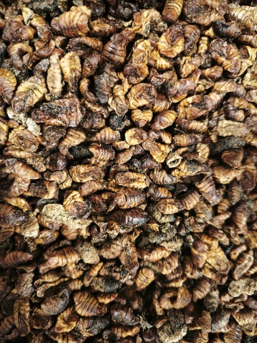 Seidenraupen - (5,05€/kg),